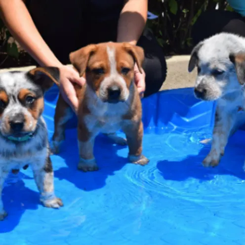 Three Puppies in a Plastic Pool